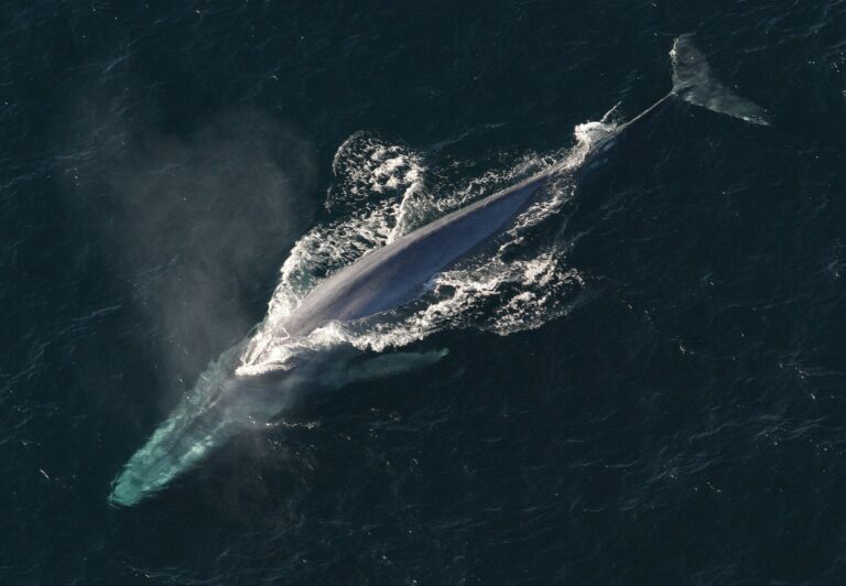 A blue whale captured from an aerial shot surfacing. Its head is underwater, and its blow is visibly dissipating into the air. Its back is out of the water, head and tail sitting under the surface. The water around the whale is dark, almost black in color, and the whale is dark grey, contrasting the aerated, frothing sea around where the whale is swimming.