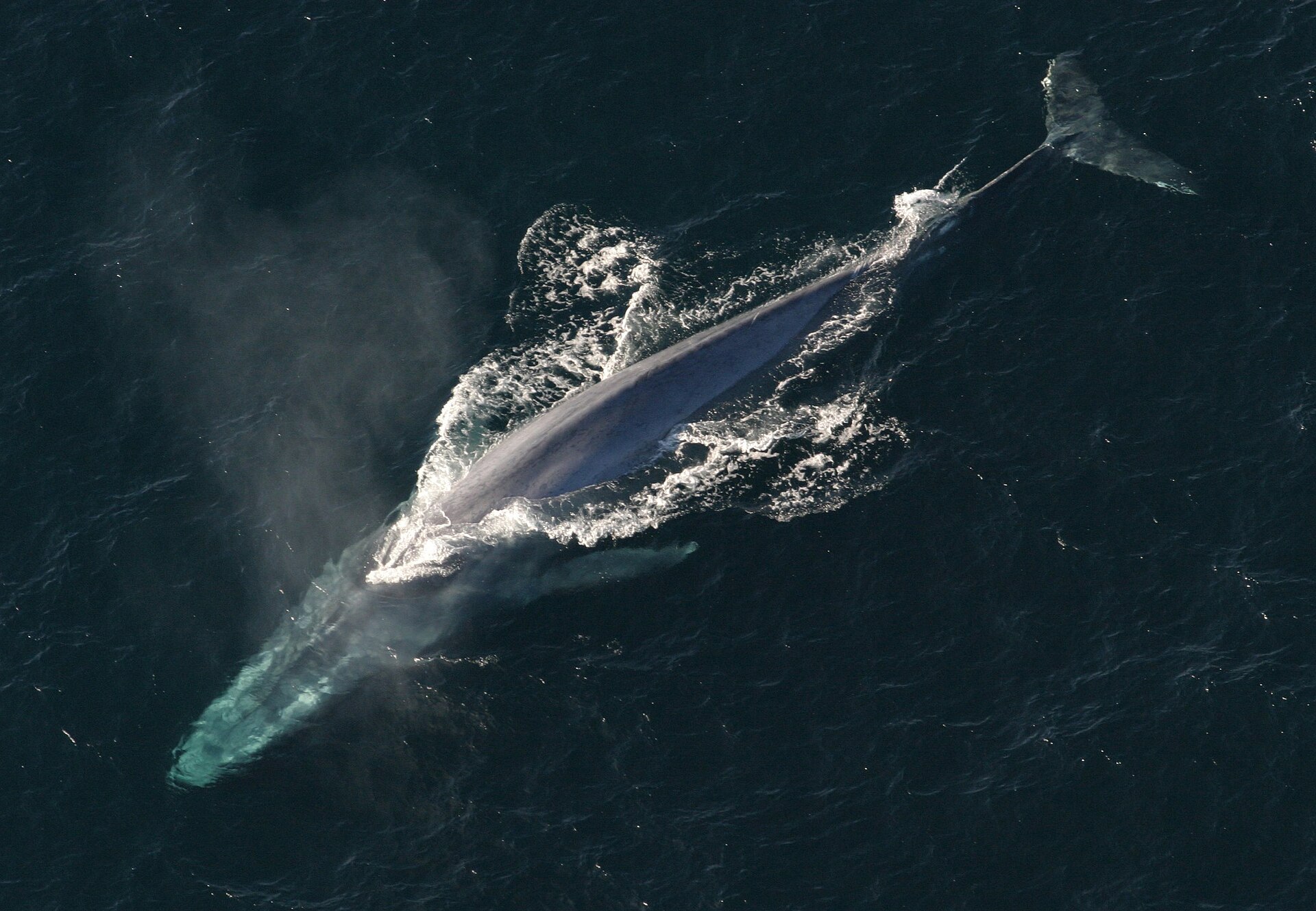 A blue whale captured from an aerial shot surfacing. Its head is underwater, and its blow is visibly dissipating into the air. Its back is out of the water, head and tail sitting under the surface. The water around the whale is dark, almost black in color, and the whale is dark grey, contrasting the aerated, frothing sea around where the whale is swimming.